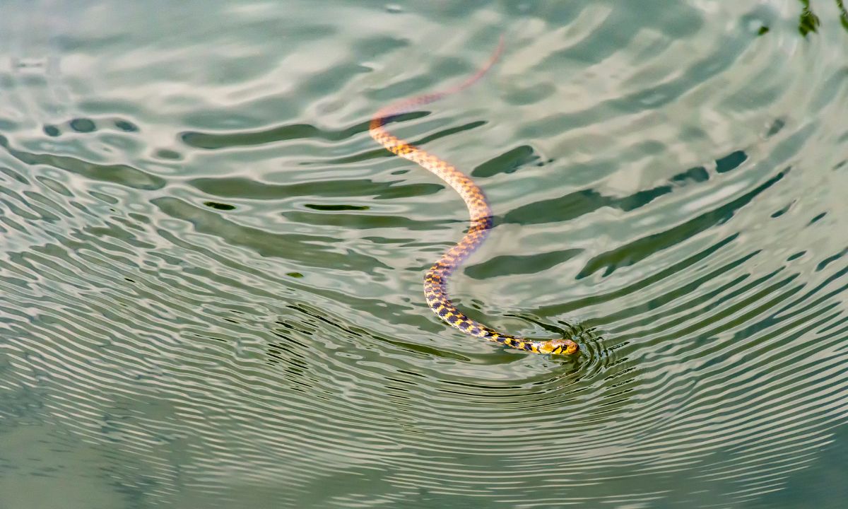 Snake In Water Dream Meaning In Islam