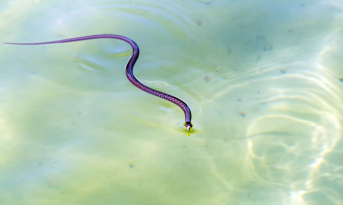 Snake In Water Dream Meaning In Hindu Astrology