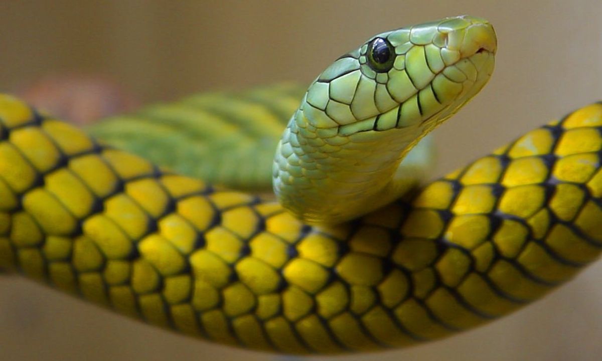 Biblical Meaning of Yellow Snakes In Dreams