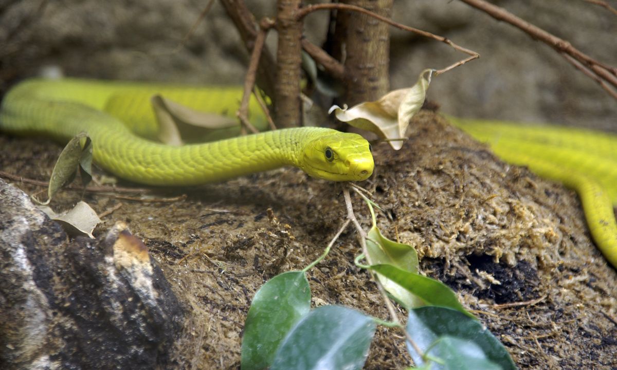 Seeing Yellow Snake in Dream Islamic Meaning