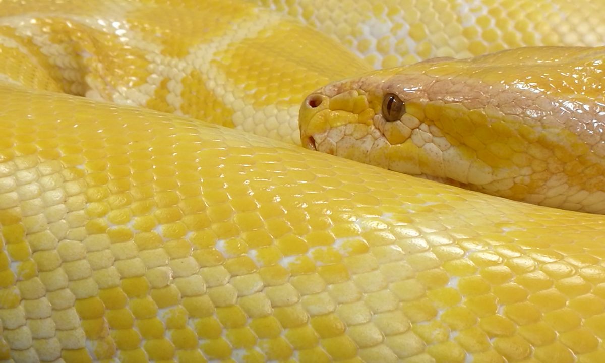 Common Dreams About Yellow Snakes & Their Symbolism