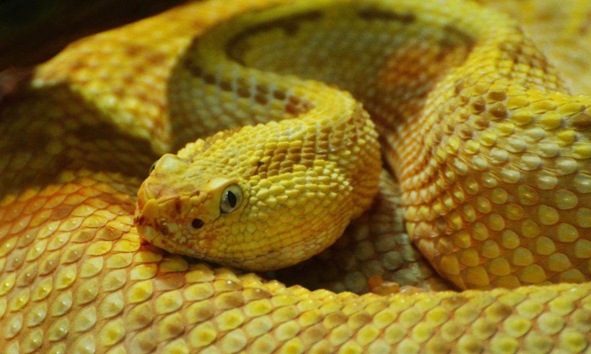 Yellow Snake Dream Spiritual Meaning