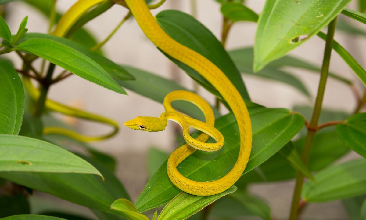 Yellow Snake in Dream Hindu Astrology Meaning