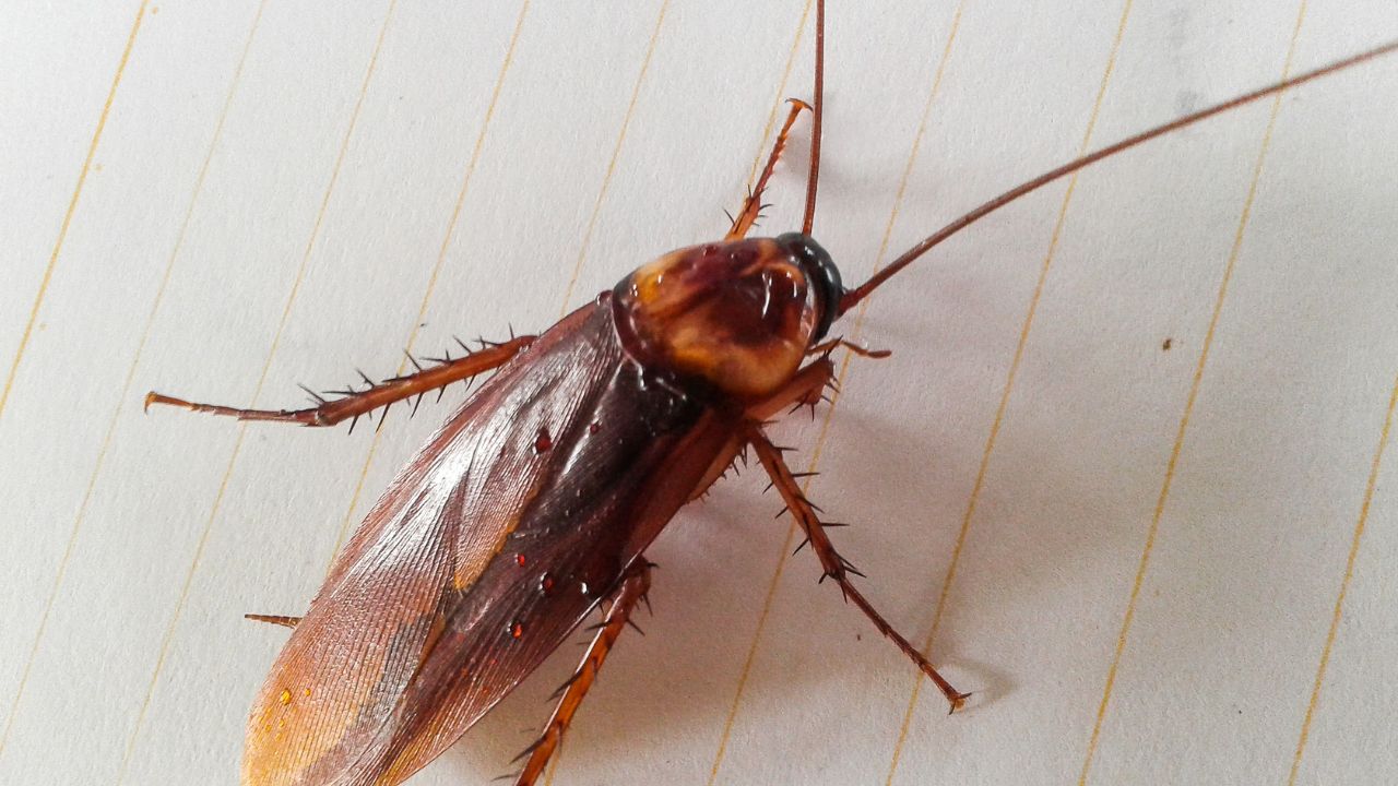 Spiritual Meaning Of Dreaming Of Cockroaches