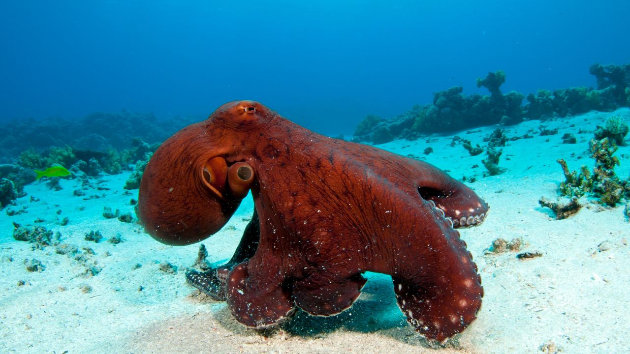 General Dreams About Octopus & Their Interpretations