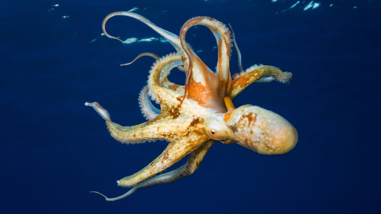 Spiritual Meaning Of Octopus In Dream