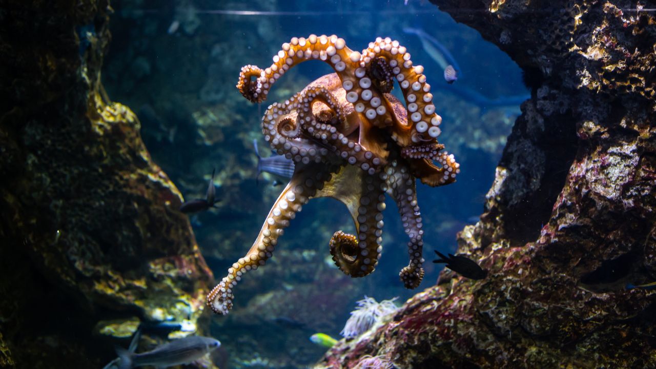 Biblical Meaning Of Octopus In Dreams