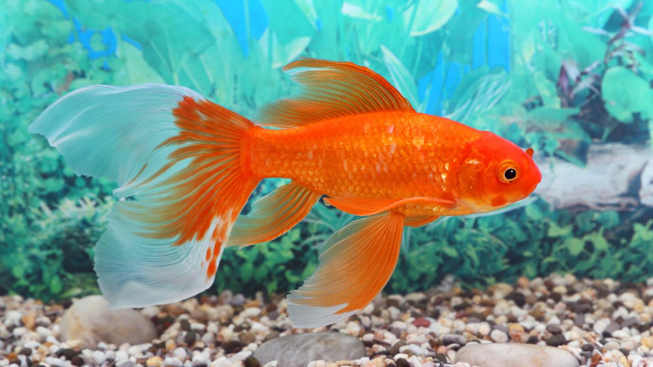 Spiritual Meaning Of Goldfish In Dreams