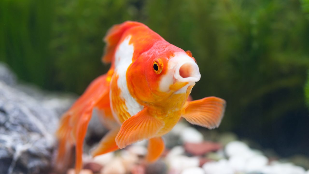 Seeing Goldfish In Dream Islamic Meaning