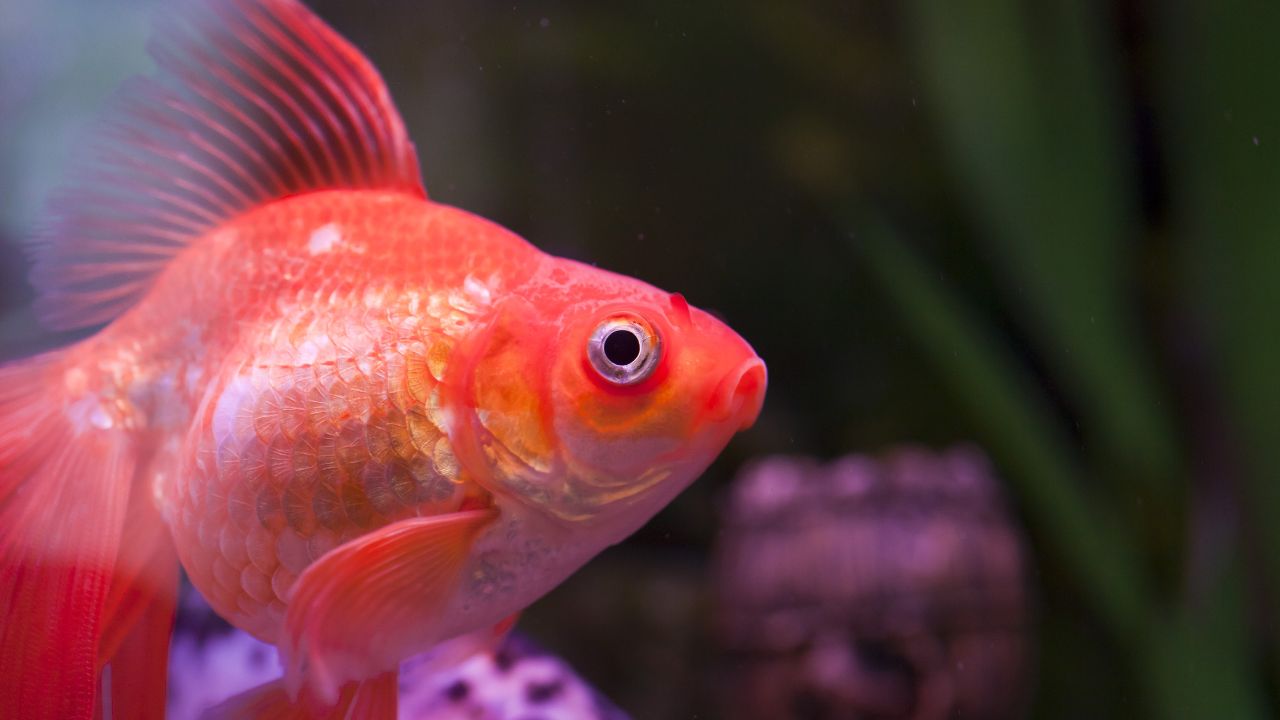 Common Dreams About Goldfish With Their Meanings