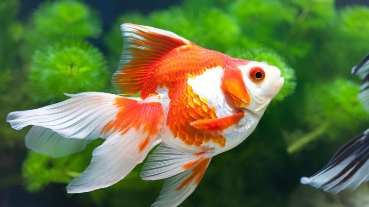 Biblical Meaning Of Goldfish In Dream