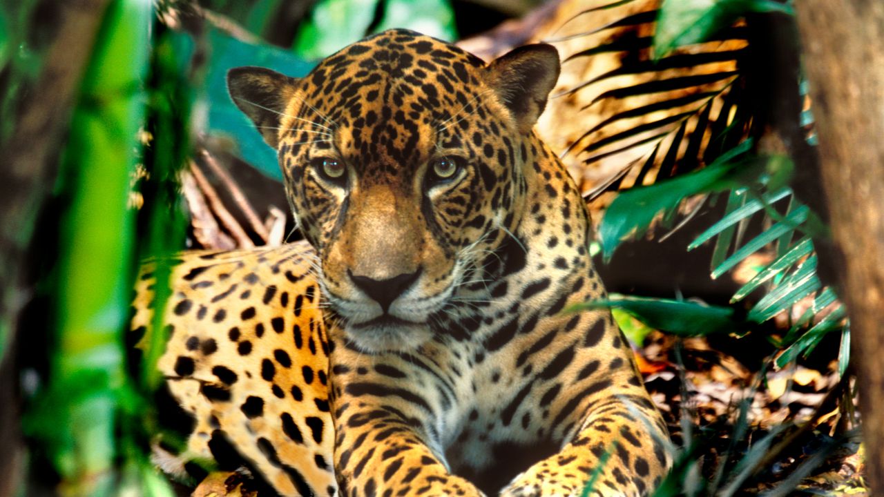 Spiritual Meaning of Jaguar in Dream