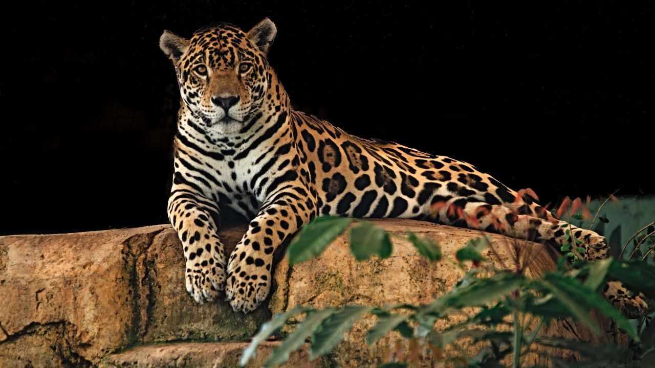 General Dreams About Jaguars & Their Interpretations