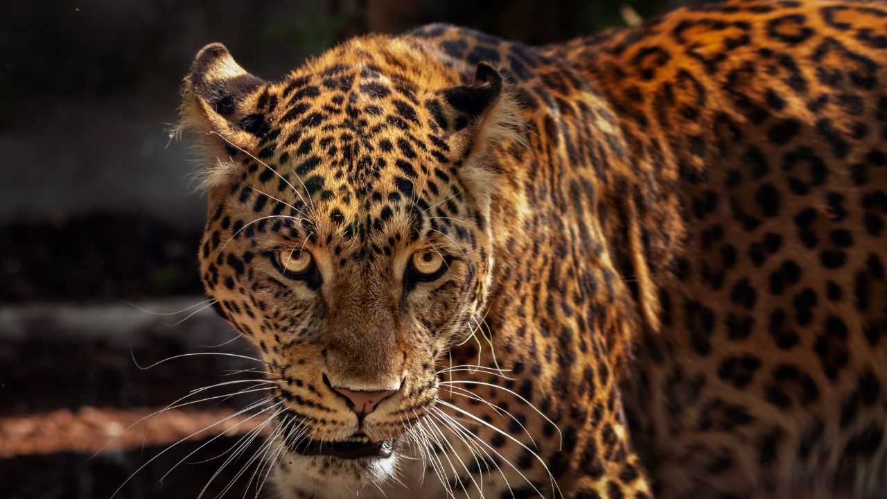 Biblical Meaning of Jaguar in a Dream