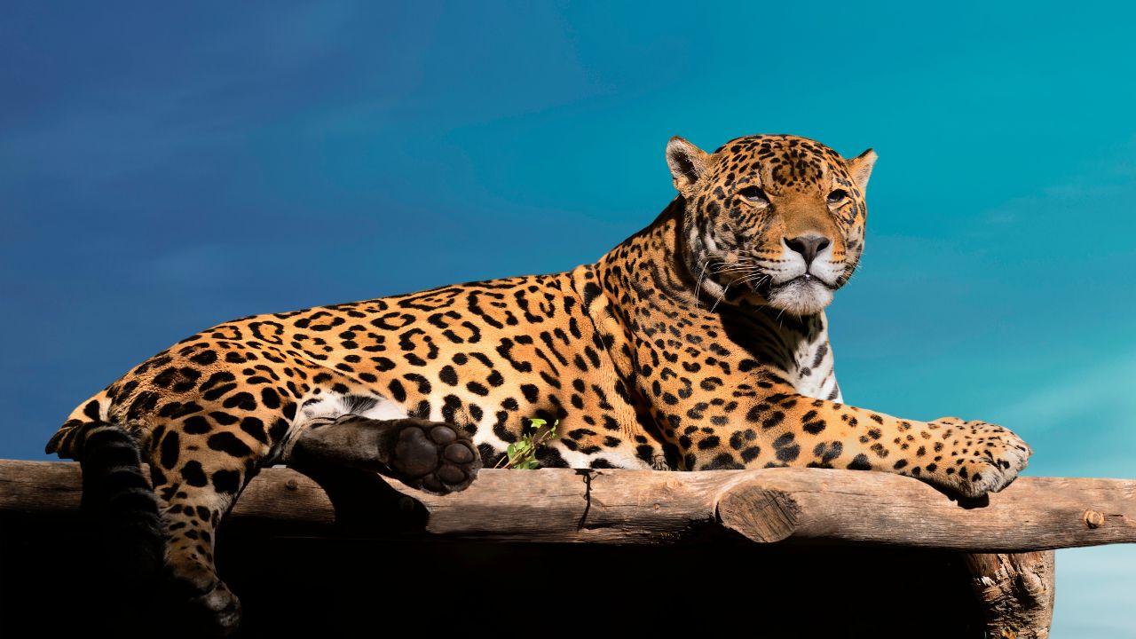 Jaguar in Dream Islamic Meaning