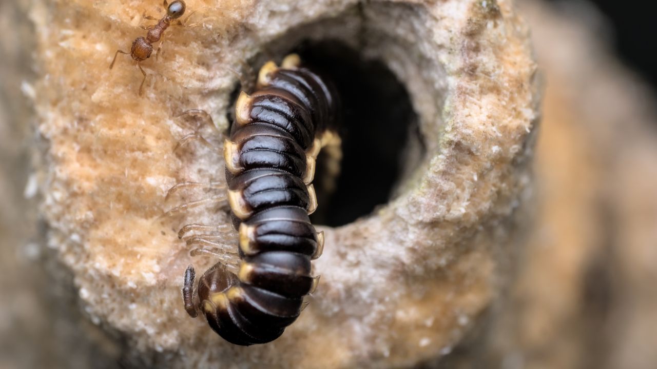 Seeing Centipede In Dream Hinduism Meaning