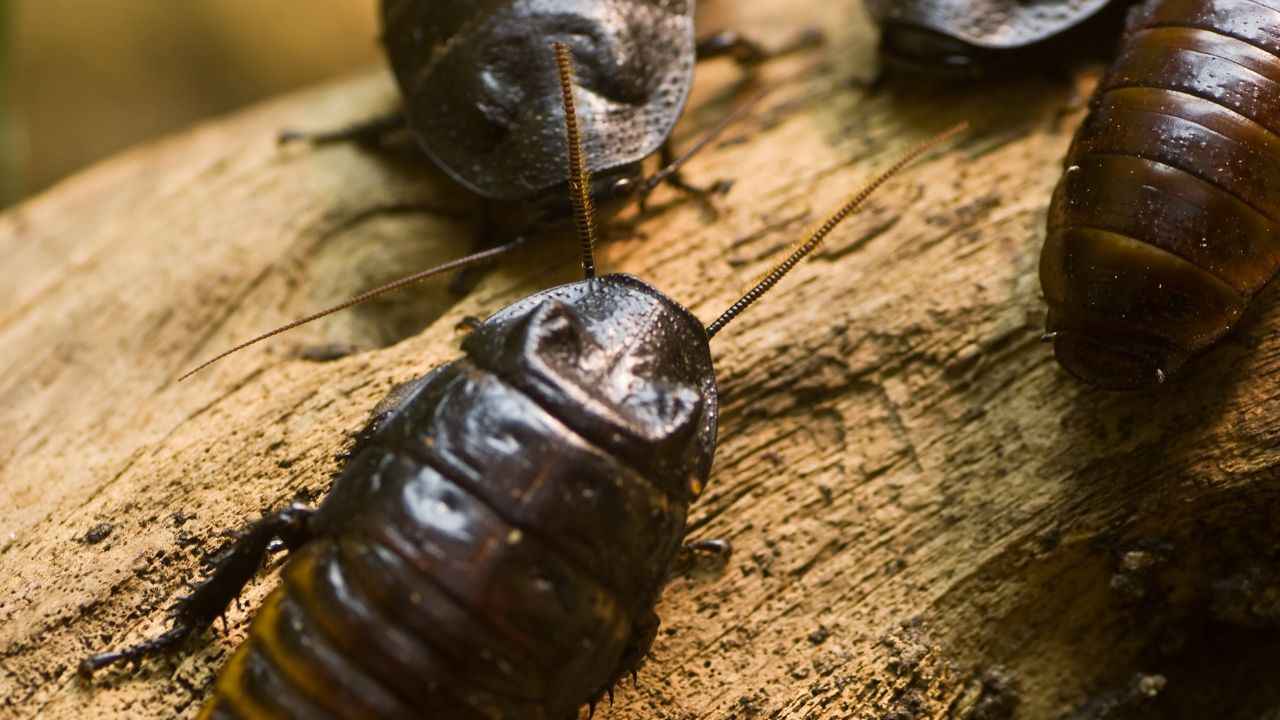 Common Dreams About Centipedes & Their Symbolism