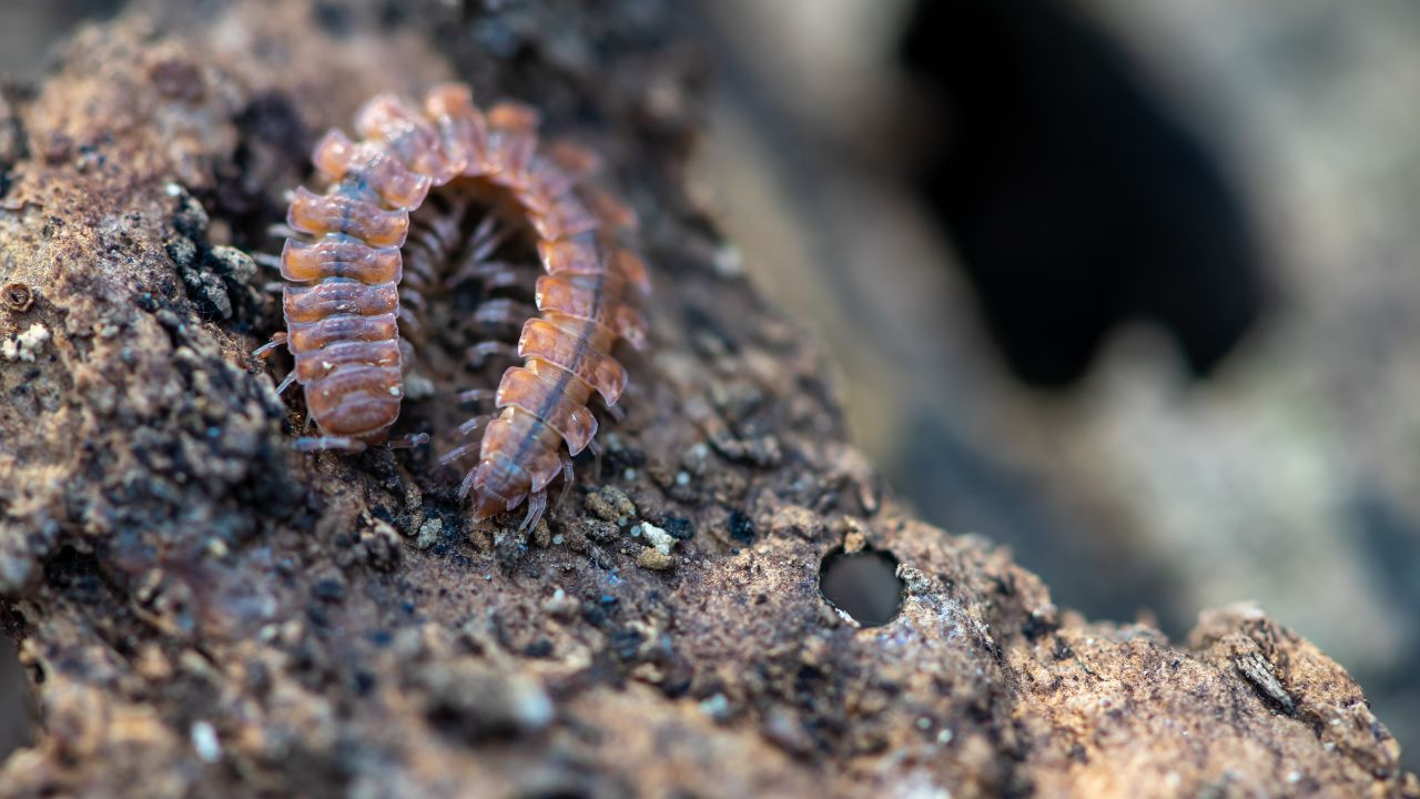 Seeing Centipede In Dream Islamic Meaning