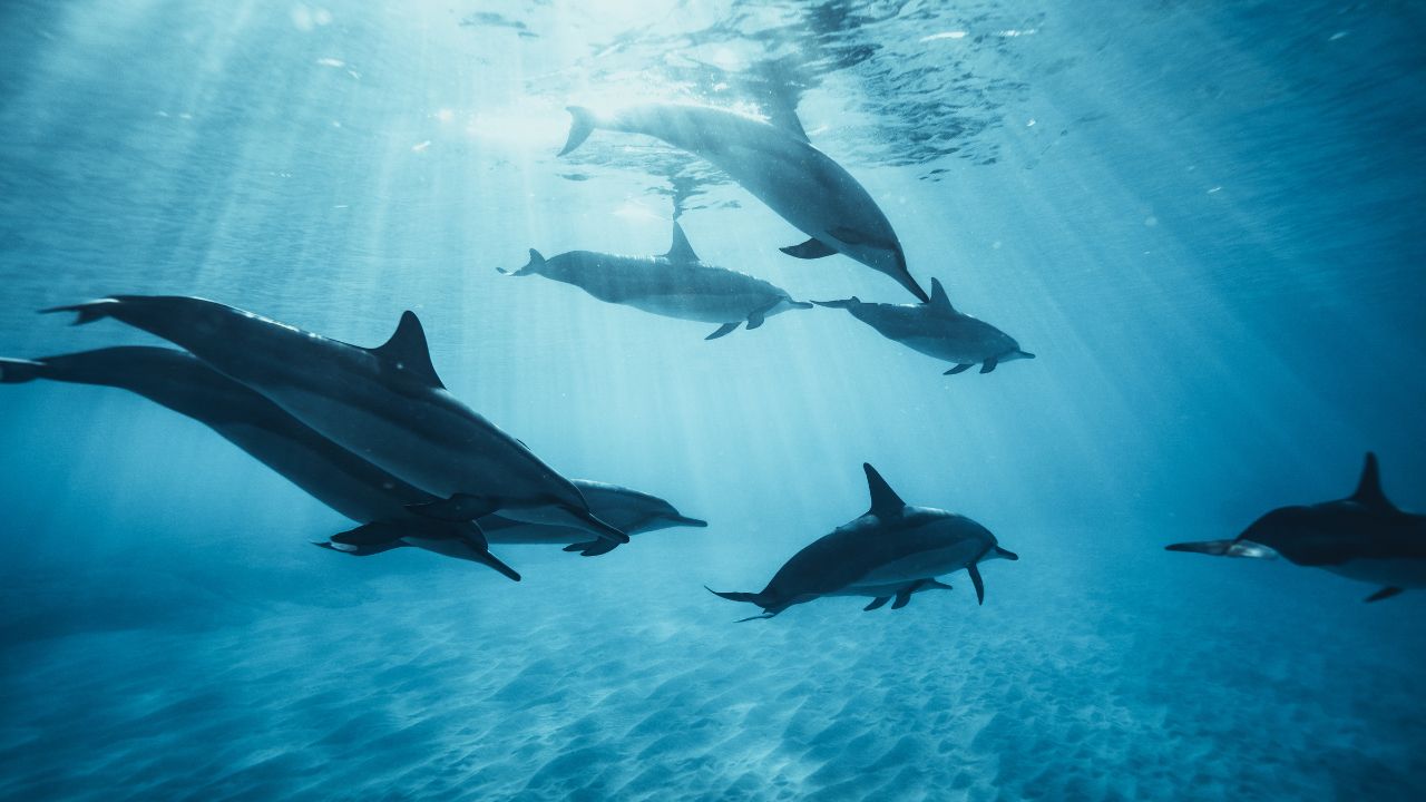 Common Dreams About Dolphins & Their Symbolism