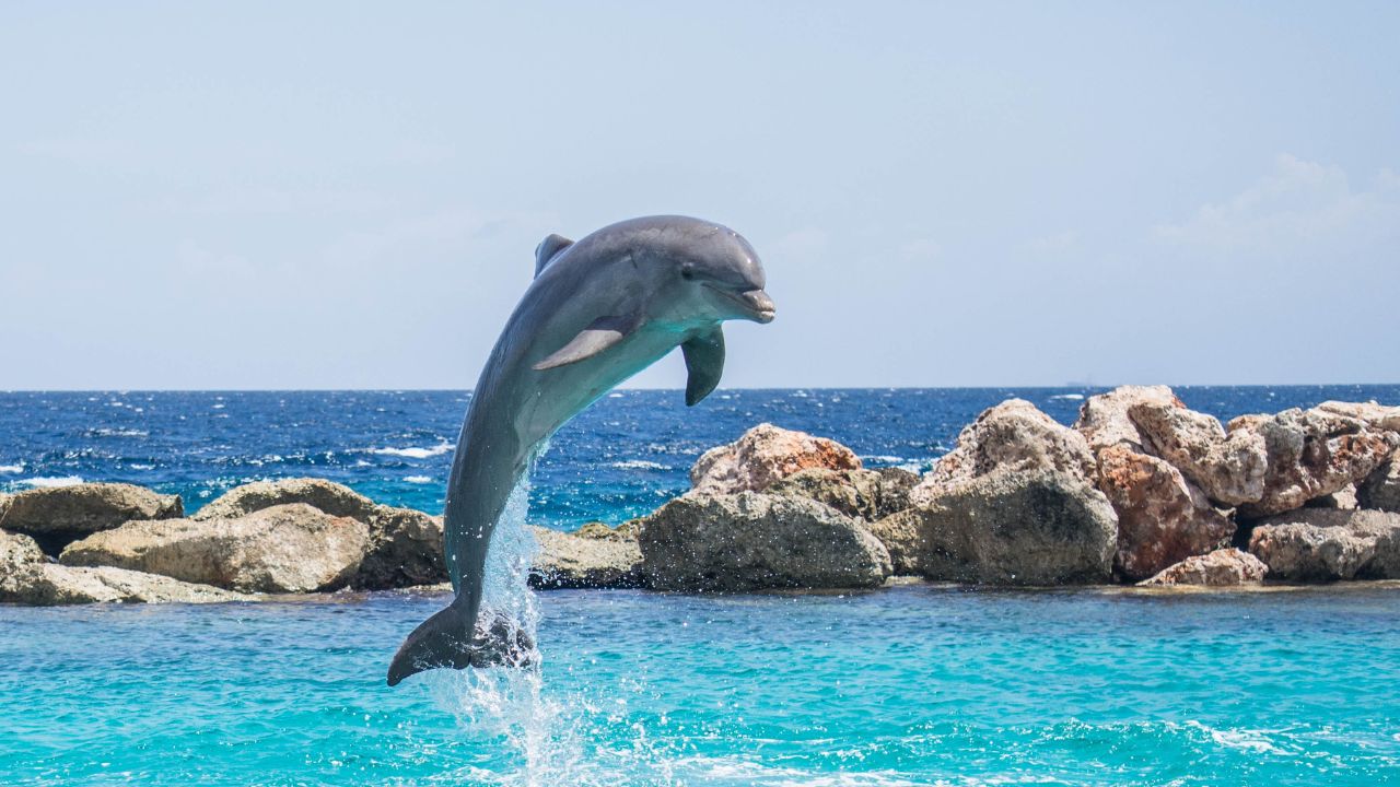 Spiritual Meaning Of Dreaming Of Dolphins