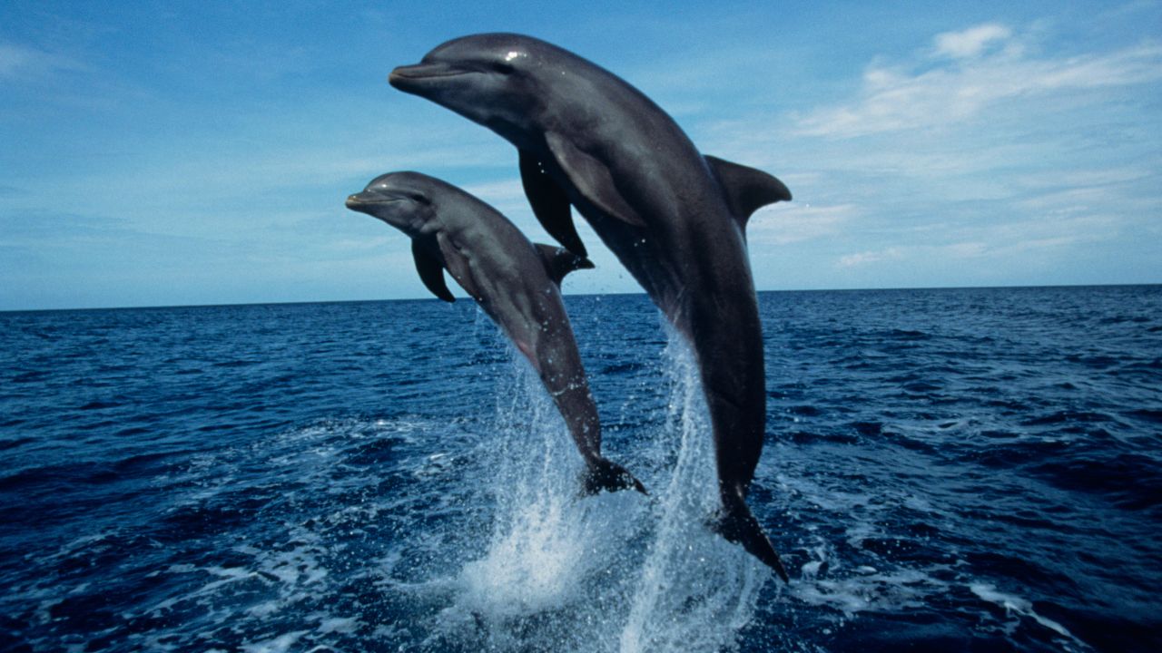 Biblical Meaning of Dreaming of Dolphins