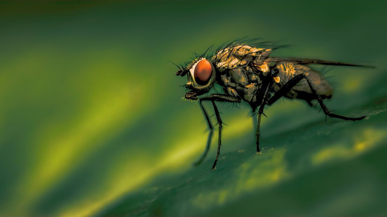 General Dreams About Flies & Their Interpretations