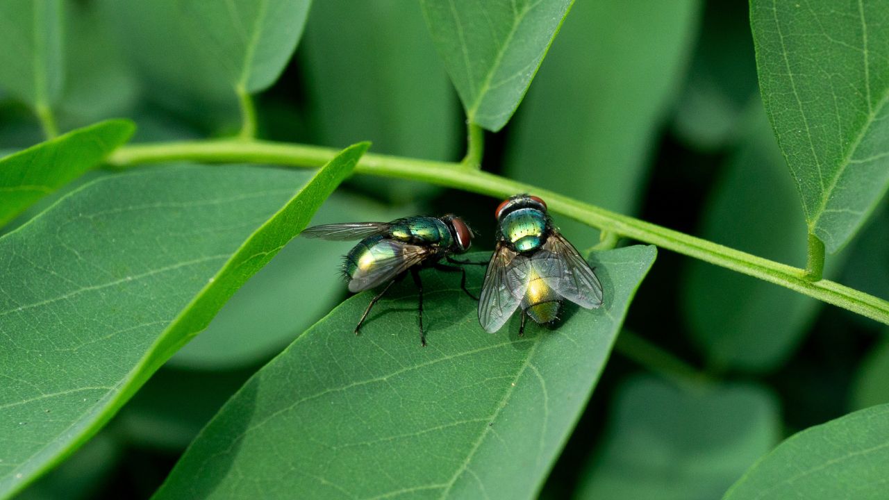 Biblical Meaning Of Flies In a Dream