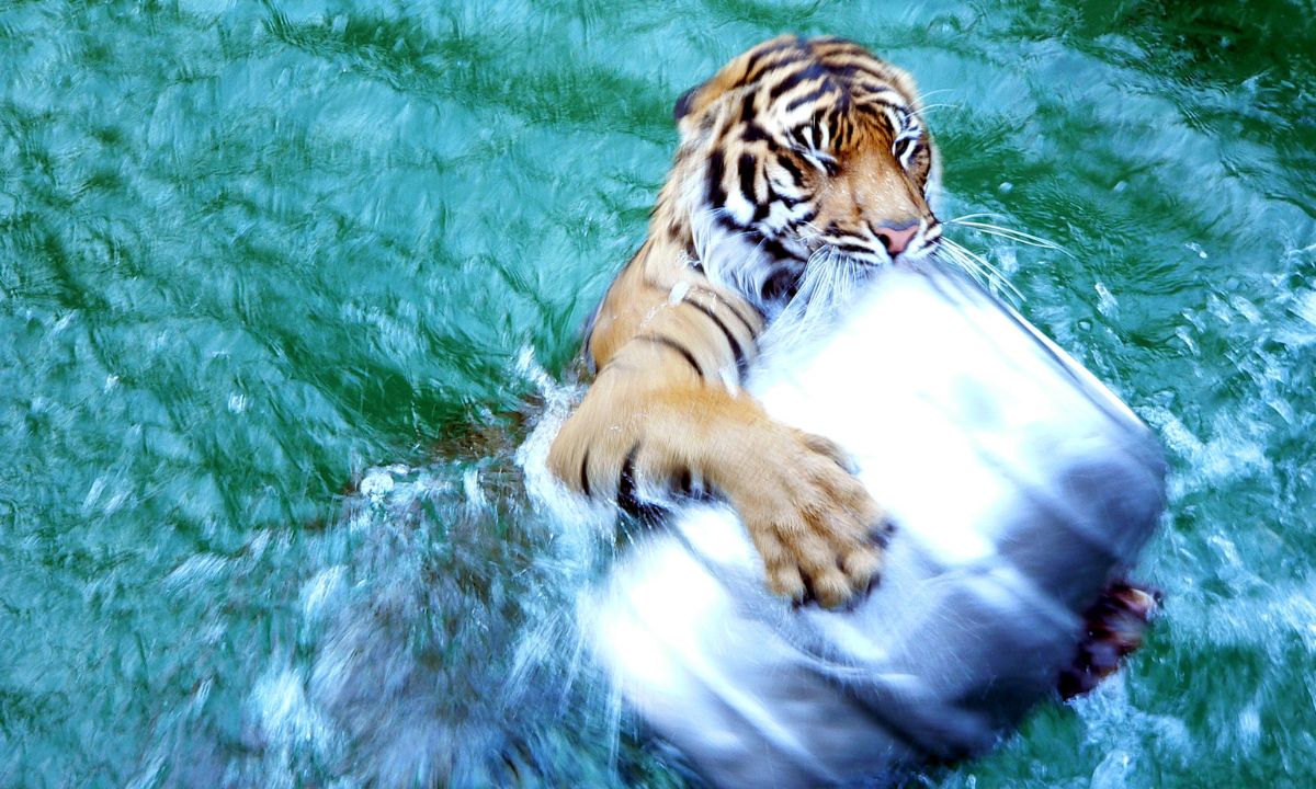 Tiger Attack Dream Meaning In Hinduism