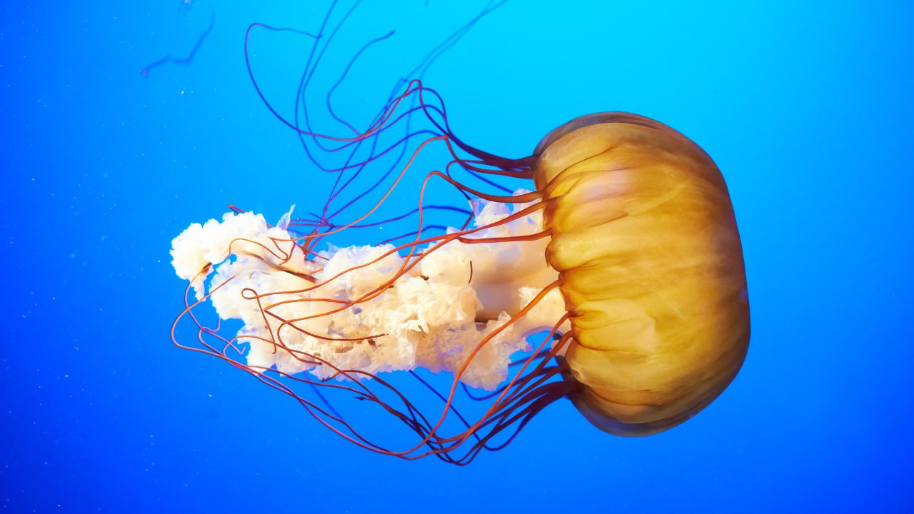 Spiritual Meaning of Seeing Jellyfish In Dreams