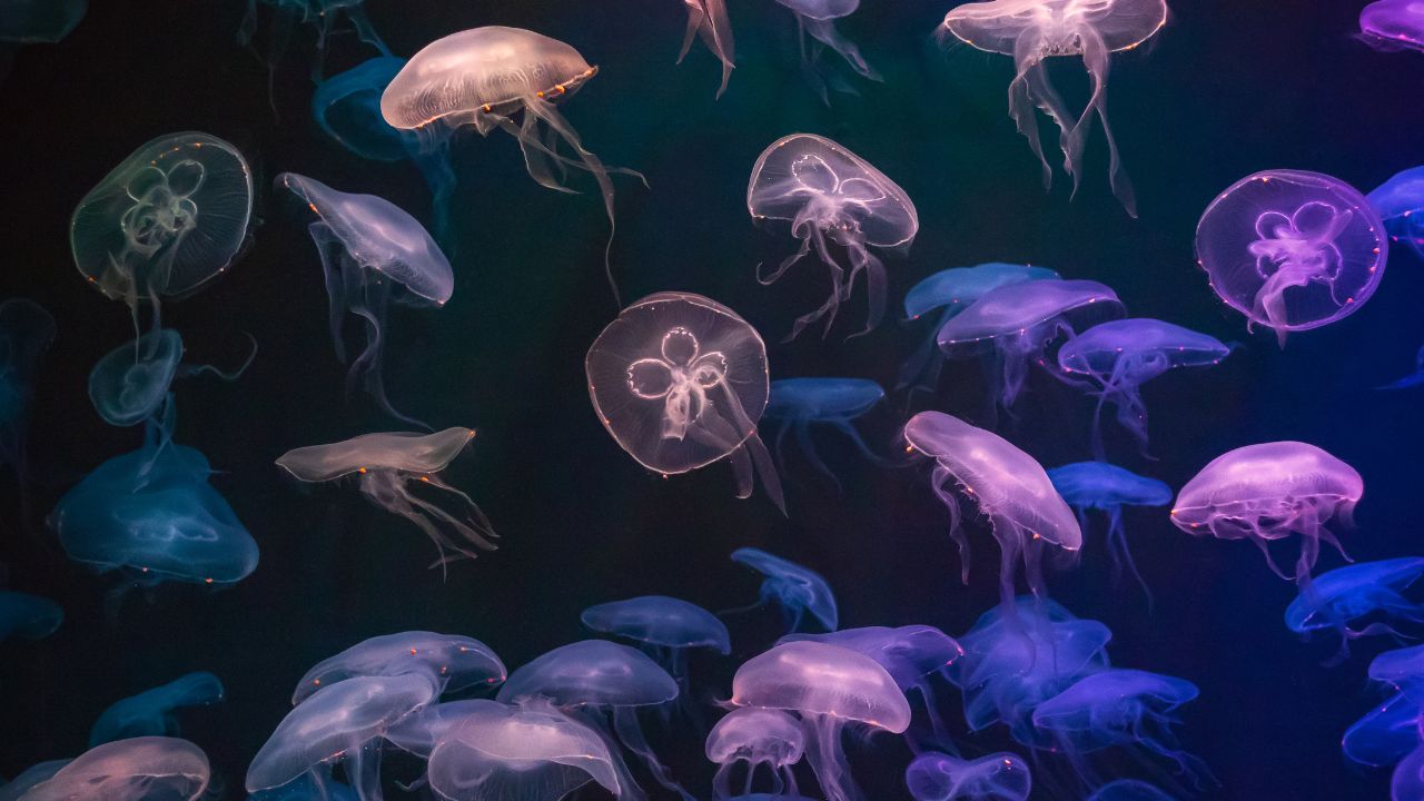 Jellyfish Dream Biblical Meaning 