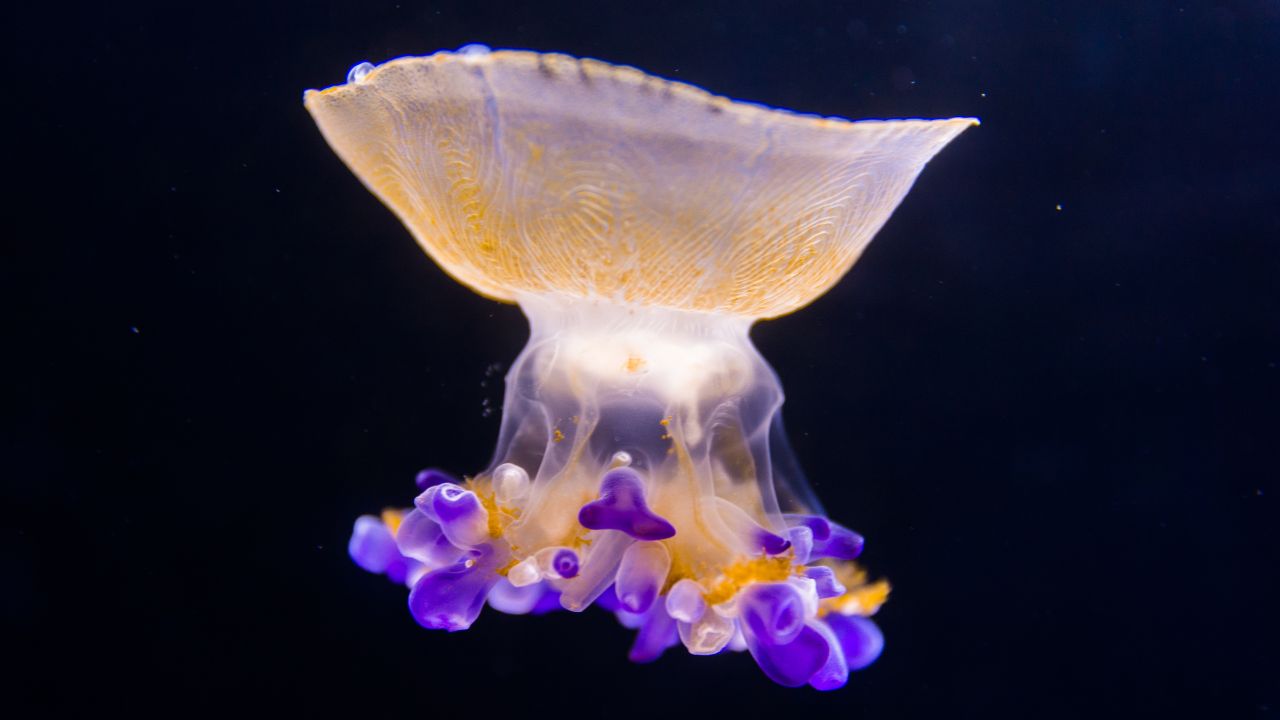 Jellyfish Dream Meaning In Islam