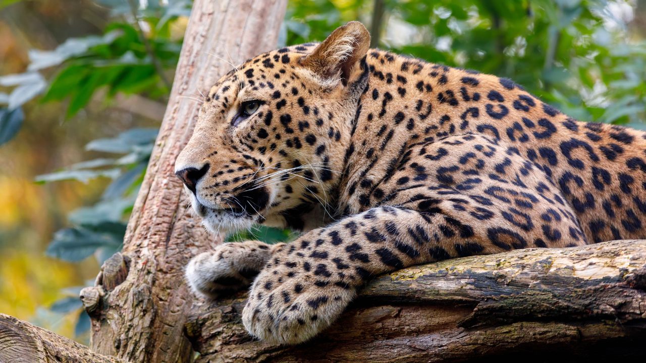 Common Dreams About Leopards With Their Meanings