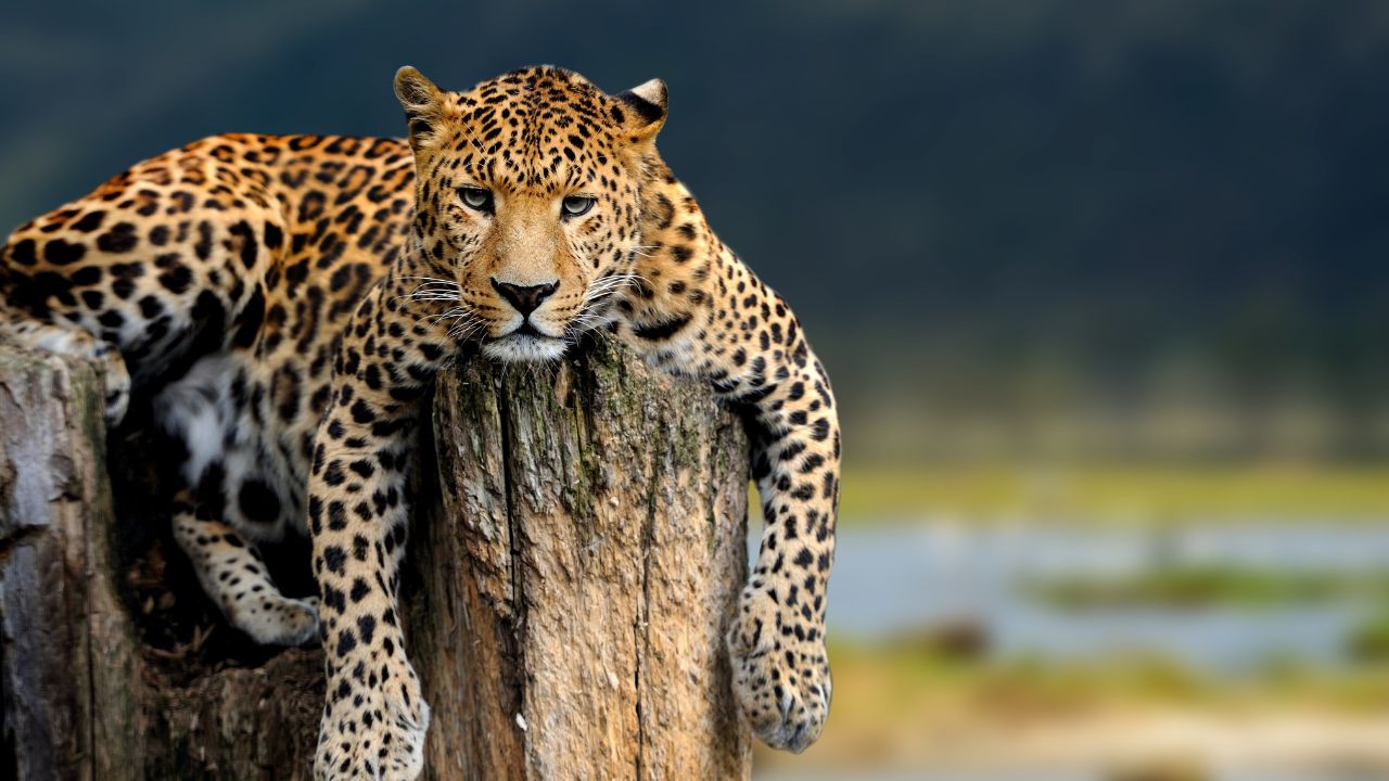 Seeing Leopard in Dream Hindu Meaning