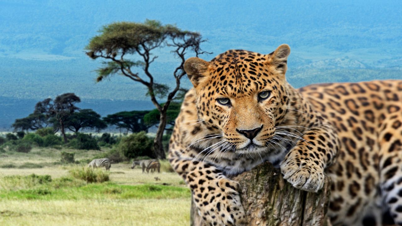 Leopard Dream Biblical Meaning