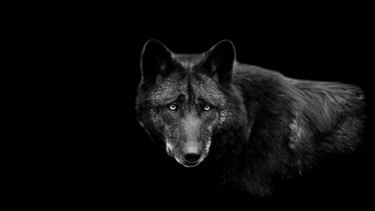 Biblical Meaning of Black Wolves In Dreams