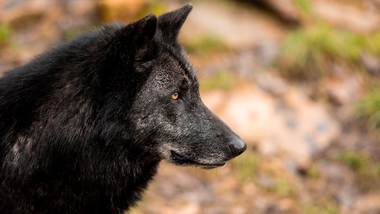 Black Wolf In Dream Hinduism Meaning