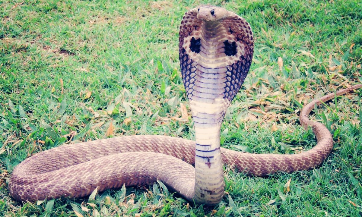 Biblical Meaning of Cobra In Dreams