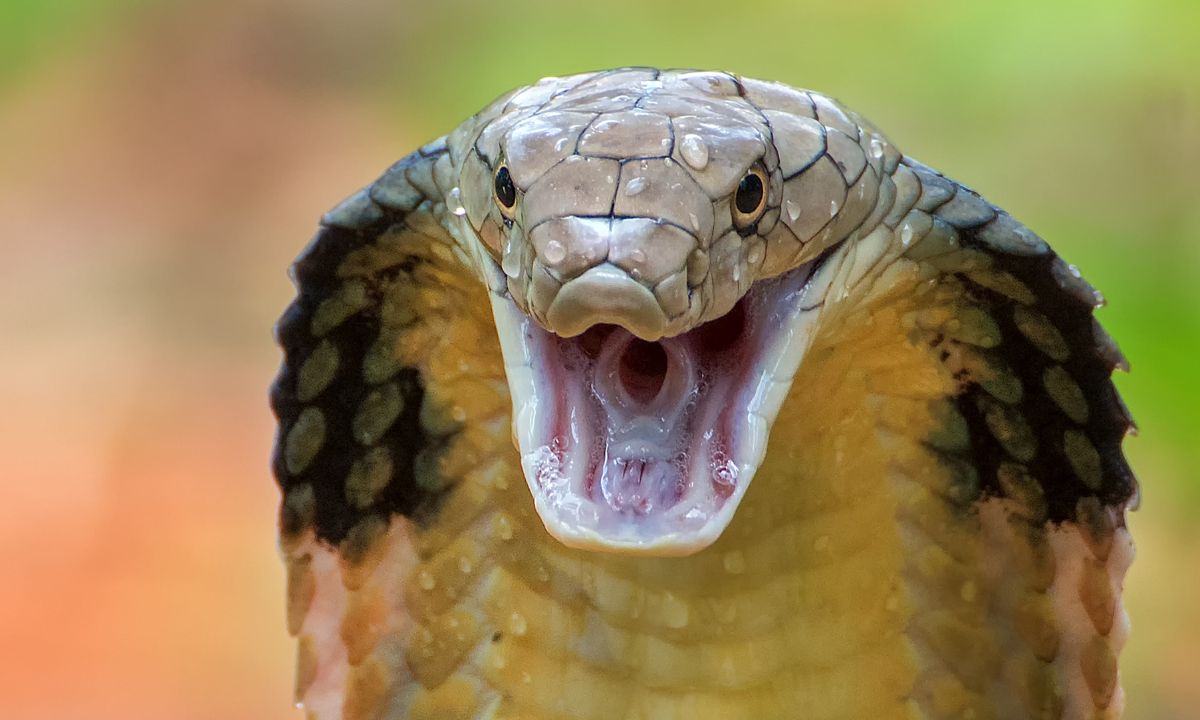 Seeing King Cobra In Dream Spiritual Meaning