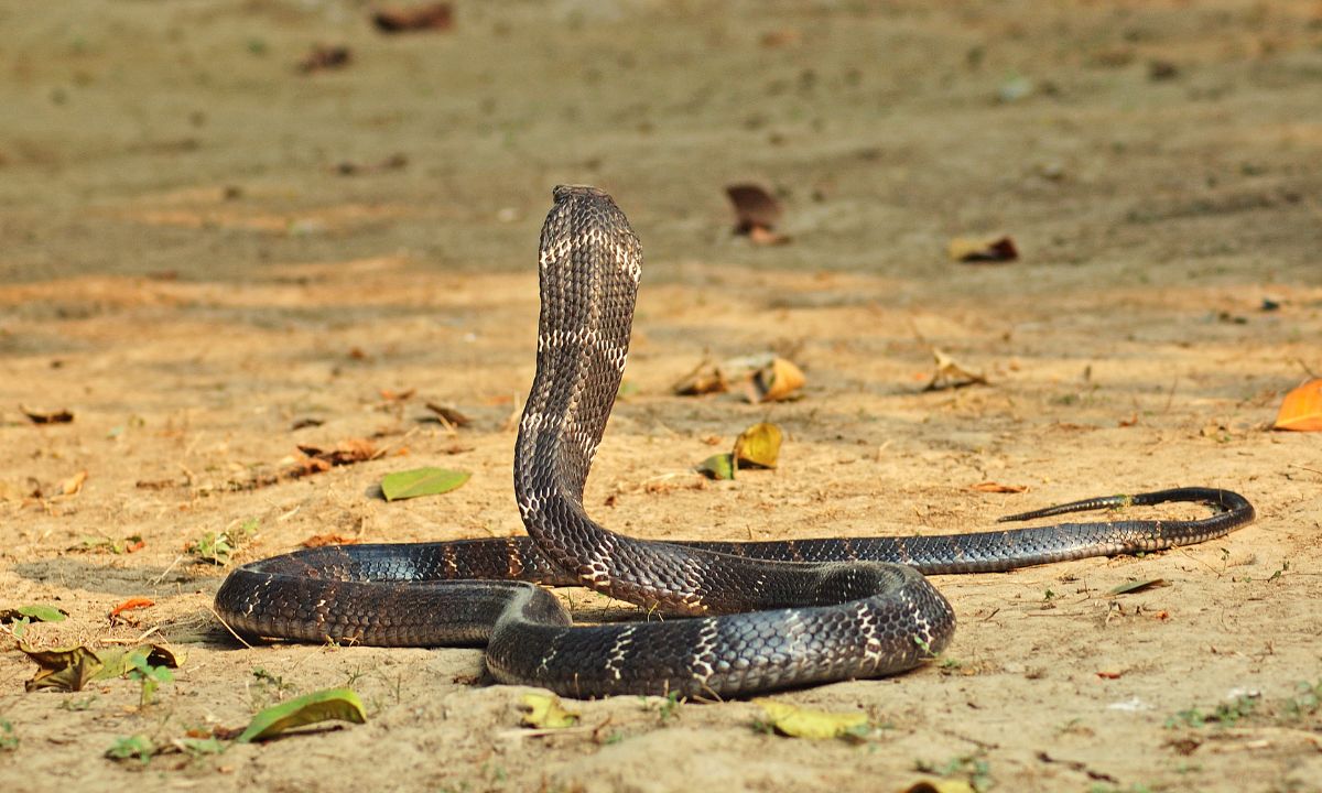 Seeing Cobra In Dream Hinduism Meaning