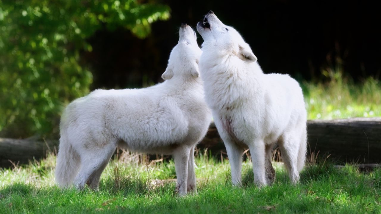 Spiritual Meaning Of White Wolf In Dreams