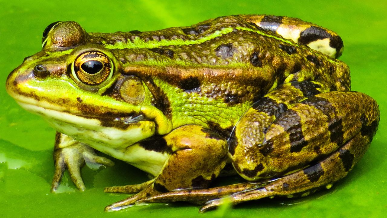 Spiritual Meaning of Frogs In Dreams