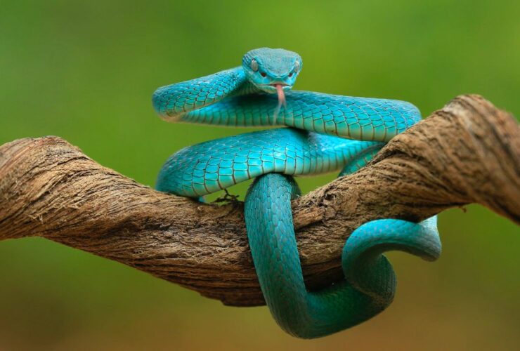 Dream About Dead Snake