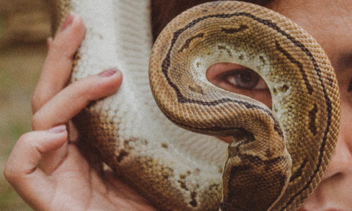 dream-about-snakes-meaning-and-interpretations-dreamfist