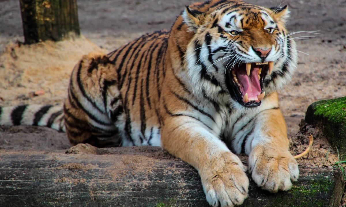 dream of tiger giving birth meaning