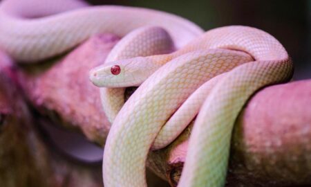White Snake In Dream