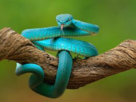 Blue Snake Dream