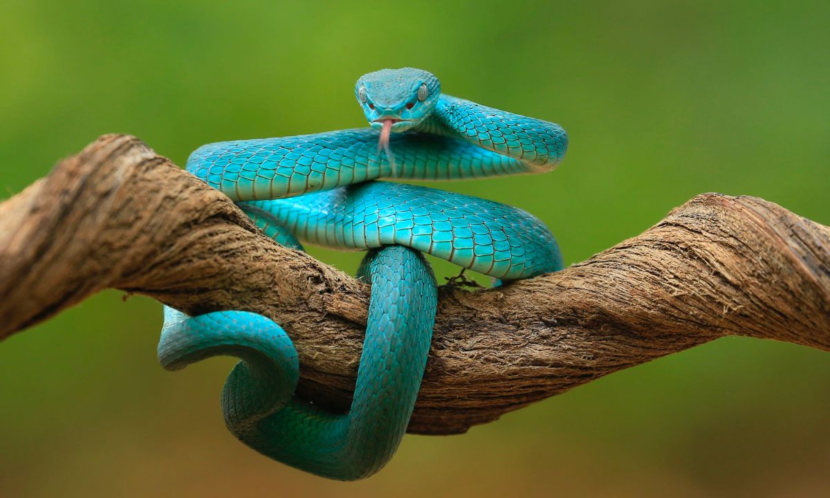 Blue Snake Dream