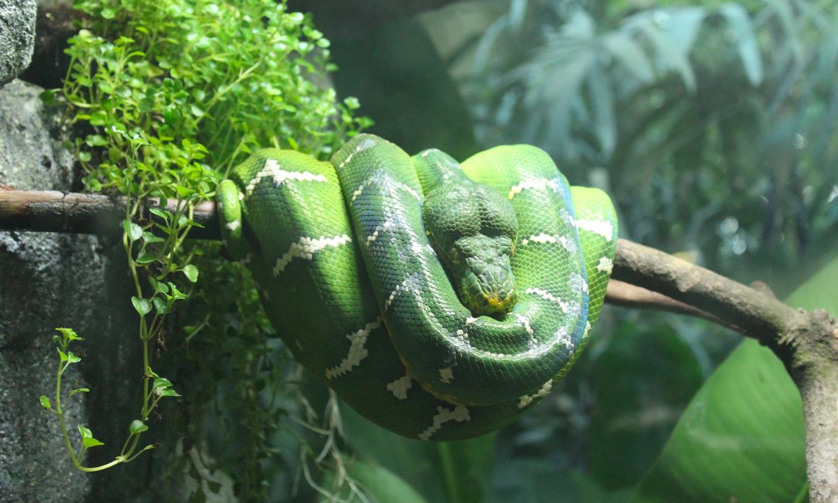 Green Snake in Dream: Meanings & Interpretations - DreamFist