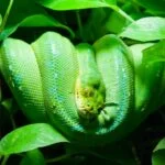 17 Spiritual Meanings of Green Snake in Dream