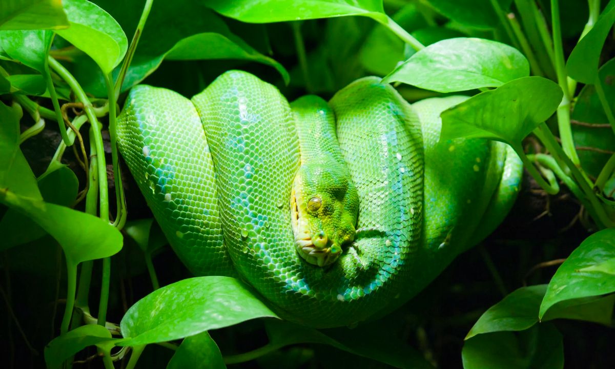 17 Spiritual Meanings of Green Snake in Dream